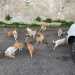 Nel 2012 lamministrazione municipale ha emanato un regolamento di tutela dei diritti degli animali, predisponendo nel titolo dedicato ai felini un censimento delle colonie